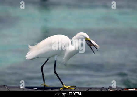 Reiher erwarten Fischen fangen. Cartagena, Kolumbien Stockfoto