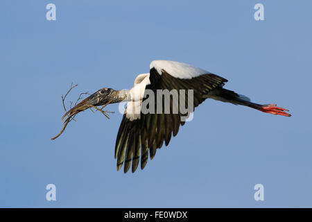 Holz-Storch (Mycteria Americana) fliegen mit Verschachtelung material Stockfoto