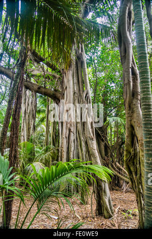 Lord-Howe-Insel in der Tasmanischen See, riesigen Banyan-Bäumen (Ficus Macrophylla) Stockfoto