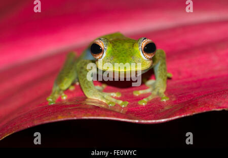 Boophis Elenae (Boophis Elenae) sitzen auf roten Blatt, Regenwald, Ranomafana Nationalpark, Southern Highlands, Madagaskar Stockfoto