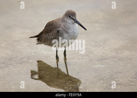 Willett (Tringa Semipalmata) im flachen Wasser stehend Stockfoto