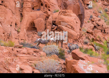 Wüste Dickhornschafe im Valley of Fire State Park, Nevada, USA Stockfoto