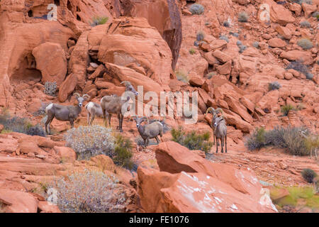 Wüste Dickhornschafe im Valley of Fire State Park, Nevada, USA Stockfoto