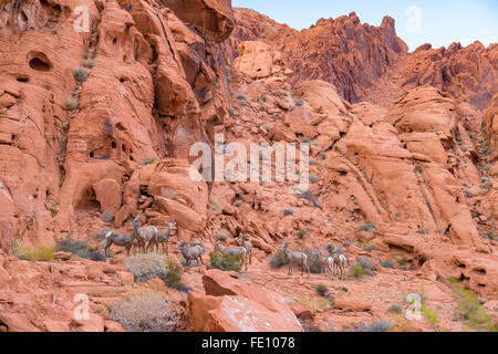 Wüste Dickhornschafe im Valley of Fire State Park, Nevada, USA Stockfoto