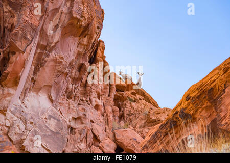 Wüste Dickhornschafe im Valley of Fire State Park, Nevada, USA Stockfoto