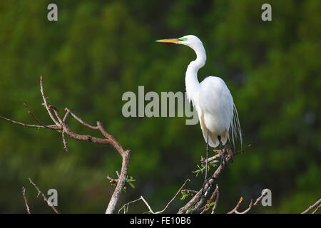 Silberreiher (Ardea Alba) auf einem Ast sitzend Stockfoto