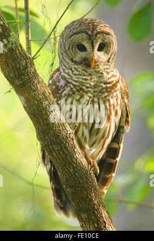 Streifenkauz (Strix Varia) auf einem Baum sitzen. Streifenkauz ist am besten bekannt als Hoot Owl für seine unverwechselbaren Forderung Stockfoto