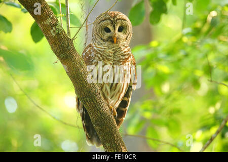 Streifenkauz (Strix Varia) auf einem Baum sitzen. Streifenkauz ist am besten bekannt als Hoot Owl für seine unverwechselbaren Forderung Stockfoto