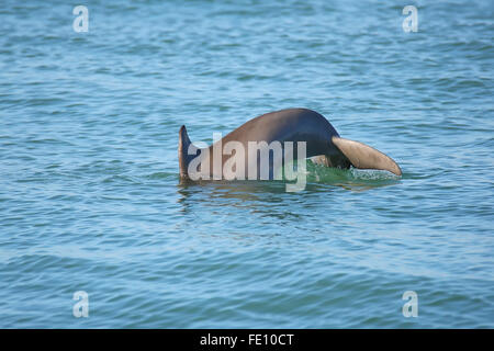 Heck des tauchen häufig große Tümmler in der Nähe von Sanibel Island in Florida Stockfoto