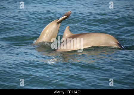 Mutter und Baby gemeinsame Tümmler Tauchen in der Nähe von Sanibel Island in Florida Stockfoto