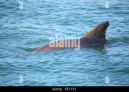 Gemeinsamen Tümmler, die Rückenflosse in der Nähe von Sanibel Island in Florida Stockfoto