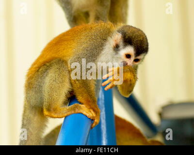 Rothaarige Affe.  Grau-gekrönter mittelamerikanischen Totenkopfaffen, Saimiri Oerstedii Citrinellus. Nationalpark Manuel Antonio. Stockfoto