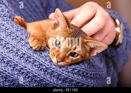 Abessinier Katze an den Händen Stockfoto