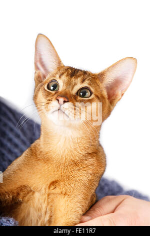 Abessinier Katze an den Händen Stockfoto