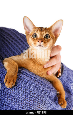 Abessinier Katze an den Händen Stockfoto