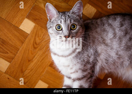 graue Tabbykatze auf dem Holzboden Stockfoto