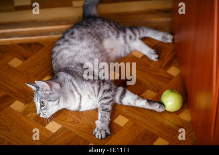 graue Tabbykatze auf dem Holzboden Stockfoto