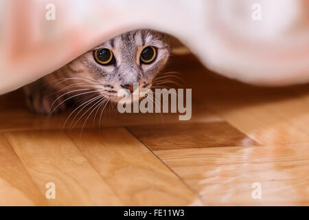 graue Katze versteckt sich hinter einem Vorhang Stockfoto