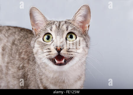 Katze miaut grau gestromt Kurzhaar Stockfoto