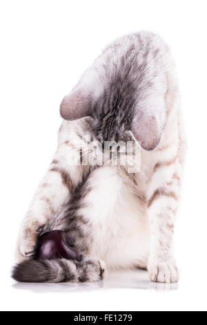 graue Katze wäscht isolierten auf weißen Hintergrund Stockfoto
