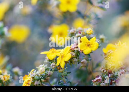 Blutwurz Blumen draußen Tag grün Stockfoto