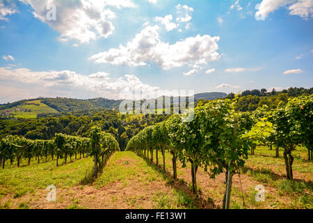 Weinberge an der South Steirische Weinstraße im Herbst, Österreich Europa Stockfoto