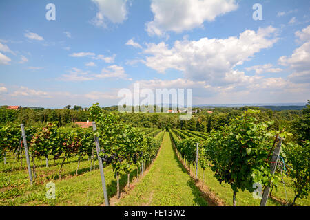 Weinberge an der South Steirische Weinstraße im Herbst, Österreich Europa Stockfoto
