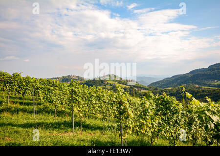 Weinberge an der South Steirische Weinstraße im Herbst, Österreich Europa Stockfoto