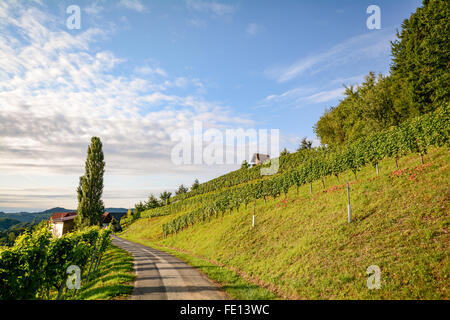 Weinberge an der South Steirische Weinstraße im Herbst, Österreich Europa Stockfoto