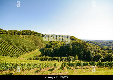 Gamlitz: Weinberge - Süd Steirische Weinstraße, Südwest-Steiermark ...