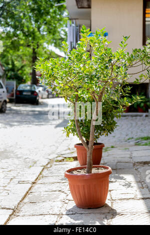 Vase mit Blumen wachsen befindet sich auf der Straße Stockfoto