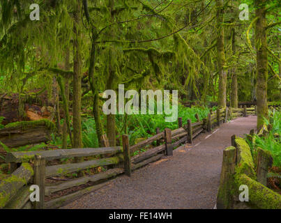 Vancouver Island, British Columbia, Kanada: Cathedral Grove Trail durch alten Waldbestands, MacMillan Provincial Park Stockfoto