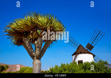 Windmühle von Antigua auf Fuerteventura auf den Kanarischen Inseln von Spanien Stockfoto