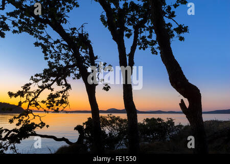 Saltspring Island, Britisch-Kolumbien: Pinien Silhouette in der Abenddämmerung auf Biber Punkt mit Swanson Kanal im Hintergrund, Ruck Stockfoto