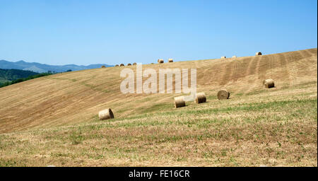 Bereich der frisch hergestellte Runde Heuballen Stockfoto