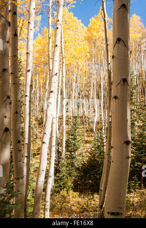 Espen in Colorado im Herbst Stockfoto