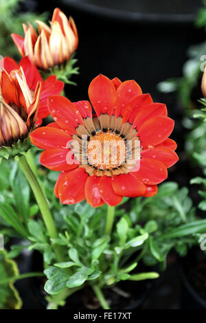 Gazanien Gazoo rot mit Ring Blumen Stockfoto