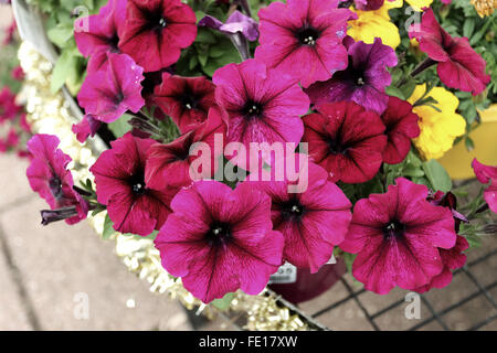 Petunia X Hybrida oder bekannt als Schockwelle oder Deep Purple Verbreitung Petunia Stockfoto