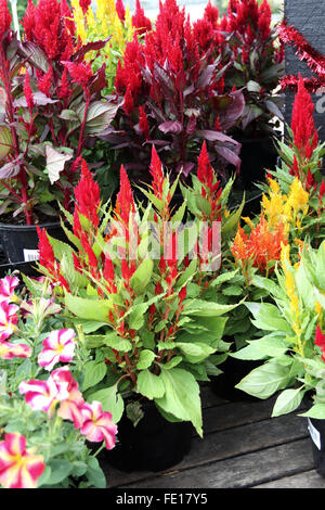 Celosia Argentea oder Hahnenkamm Blumen Stockfoto