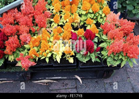 Celosia Argentea oder Hahnenkamm Blumen Stockfoto