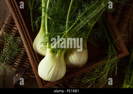 Rohe Bio Fenchel Glühbirnen Ready to Cook Stockfoto