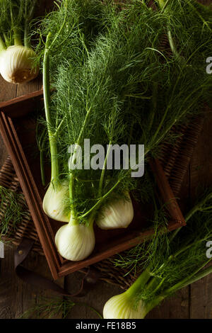 Rohe Bio Fenchel Glühbirnen Ready to Cook Stockfoto