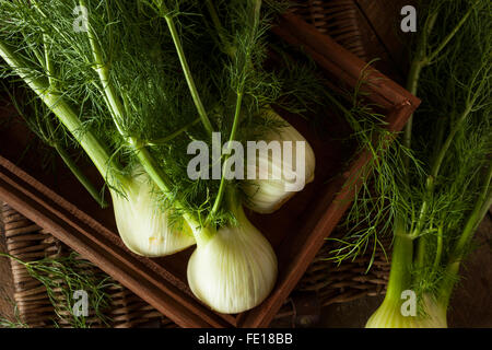 Rohe Bio Fenchel Glühbirnen Ready to Cook Stockfoto