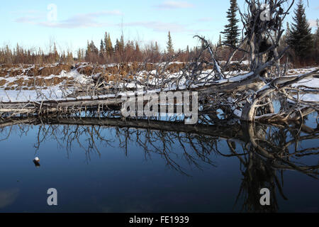 Ruhige Reflexion in den warmen Strom unter Mount Yamnuska (Alberta, Kanada) Stockfoto