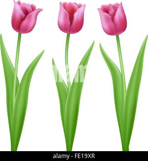 drei Rosa Cartoon-Vektor-Tulpen Stock Vektor