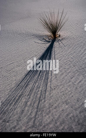 Schatten einer Anlage über weißen Sand gegossen Stockfoto