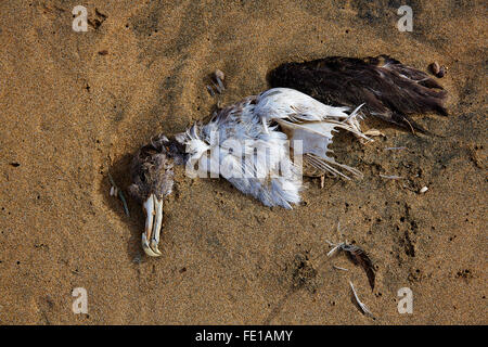 Totes Meer Vogel Möwe, die halb im Strandsand in Kanarische Inseln begraben Stockfoto