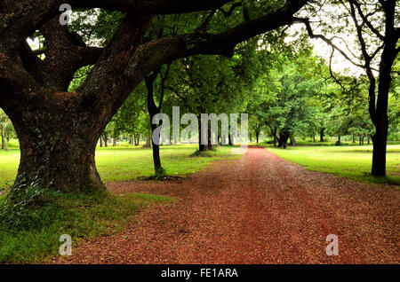 Straße in einem Garten mit Bäumen und grünen Rasen Stockfoto