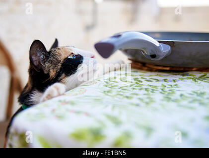 Neugierige Katze versucht von Pan mit Essen auf den Tisch Stockfoto