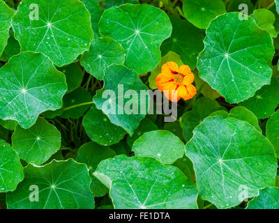 Garten Kapuzinerkresse / "Tropaeolum Magus" Pflanzen - Frankreich. Stockfoto